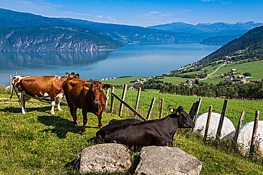 乳业,母牛,松奥菲尔当纳,挪威