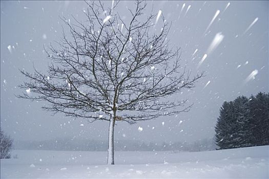 孤单,树,雪中,巴伐利亚,德国