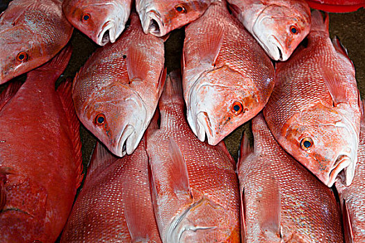 红鲷鱼,汉堡鱼市