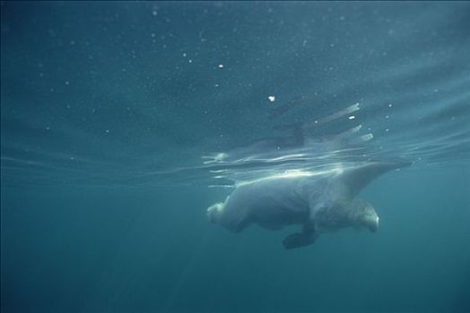 北极熊,游泳,加拿大