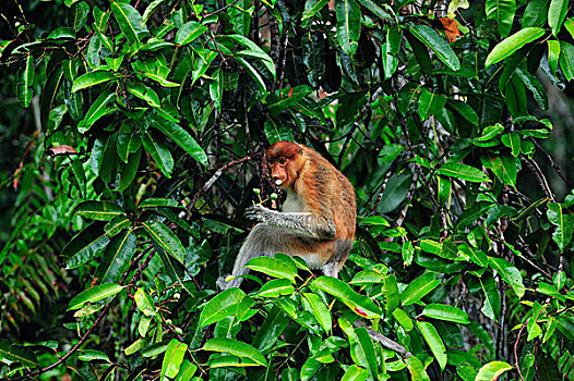 喙,猴子,女性,吃,水果,檀中埠廷国立公园,婆罗洲,印度尼西亚