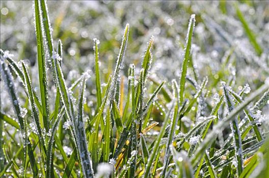 草,遮盖,早晨,霜