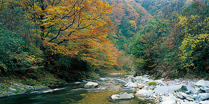 湖北神农架风景