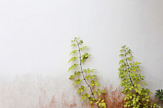 绿色,藤蔓植物,植物,白色背景,墙壁