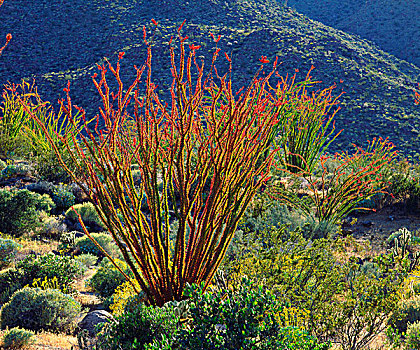 美国,加利福尼亚,安萨玻里哥沙漠州立公园,墨西哥刺木,野花,大幅,尺寸,画廊