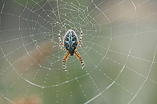 欧洲园蛛,十字园蛛,蜘蛛网,背面视角