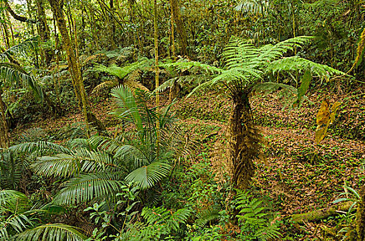 桫椤,雨林,国家公园,圣荷塞,省,哥斯达黎加,北美