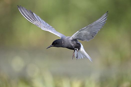 黑枕燕鸥图片