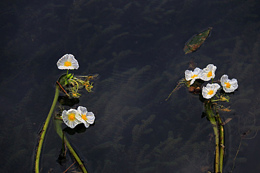 海菜花