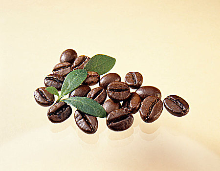 咖啡豆,叶子
