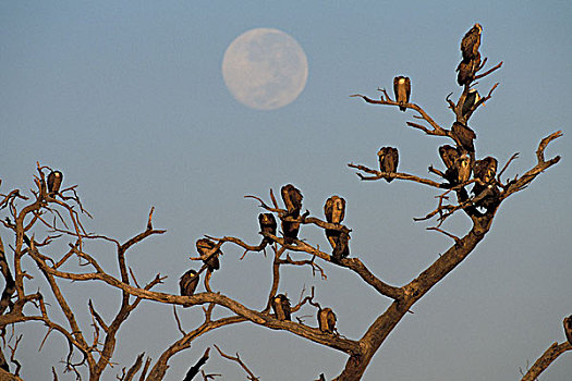 博茨瓦纳,乔贝国家公园,月亮,成群,白色,后背,秃鹰,白背秃鹫,黎明