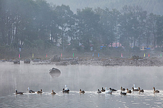 湖,水面,雾气,蒸腾,白雾,水蒸气,缥缈,仙境,灵性,家禽,鸭子,鹅,游动,自在,安静,自然,风光