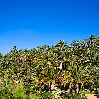 阿利坎特,公园,许多,棕榈树,西班牙