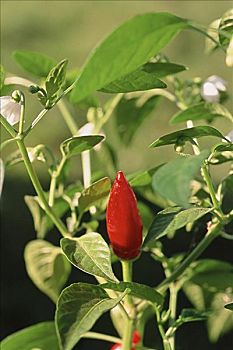 红辣椒,植物