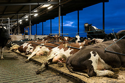 母牛,水上,床,现代,乳牛场,弗里斯兰省,荷兰