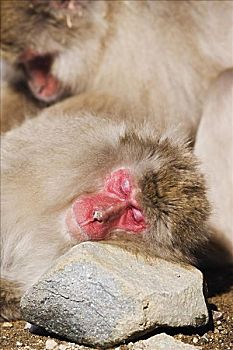 日本猕猴,睡觉
