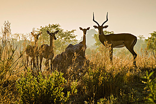 黑斑羚,高角羚属,群,公羊,雌性,专注,逆光,晨光,萨维提,乔贝国家公园,乔贝,地区,博茨瓦纳,非洲