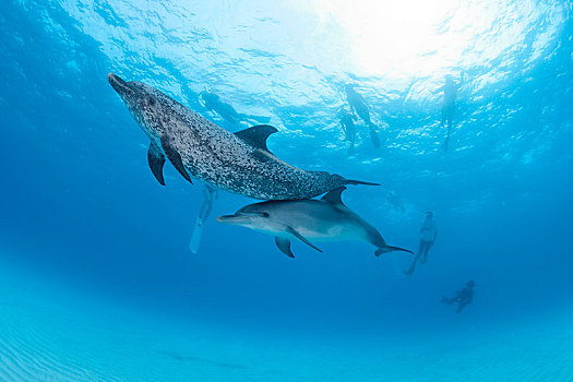 水下呼吸管,大西洋点斑原海豚,花斑原海豚,大巴哈马岛,巴哈马,中美洲