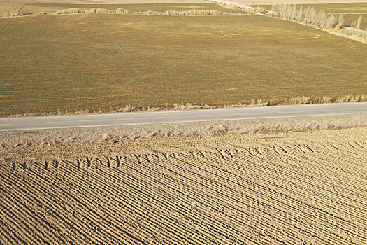 新疆双河,3万亩冬小麦施浇返青水,3月14日,新疆兵团第五师双河市八十四团3万亩冬小麦开始施浇返青水,进入三月后,气温回升较快,冬雪已经完全融化,新疆北疆地区的冬小麦开始进入返青阶段,为了确保冬小麦不