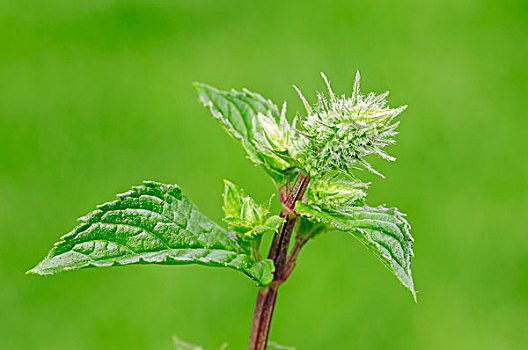 椒薄荷,胡椒薄荷,草药,香料植物,北莱茵-威斯特伐利亚,德国,欧洲