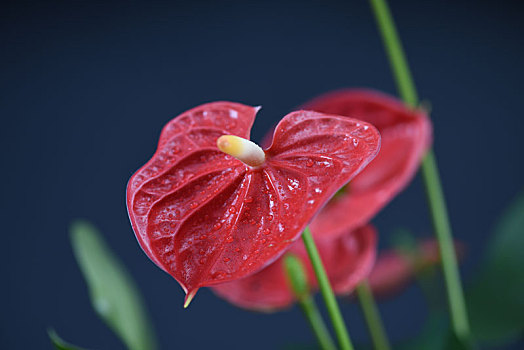 红掌植物花卉