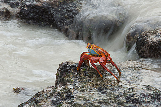 细纹方蟹,方蟹,圣克里斯托瓦尔,岛屿,加拉帕戈斯群岛,厄瓜多尔,南美
