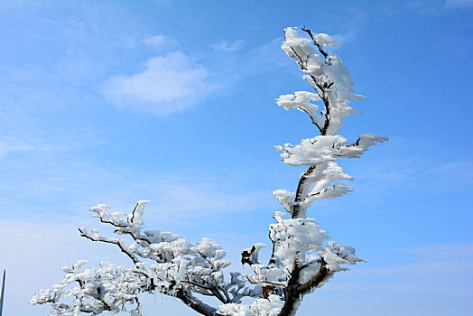 晴空下的雪松与湛蓝的天空