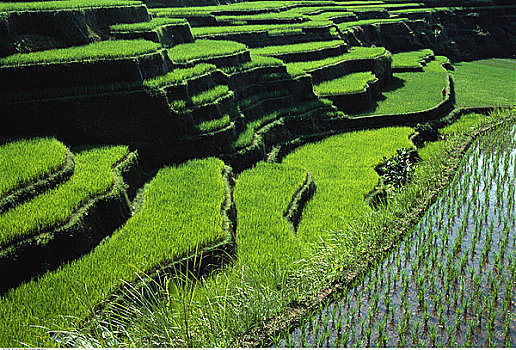稻田,阶梯状,风景,巴厘岛,印度尼西亚