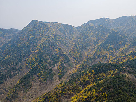 航拍济南梯子山连翘花开