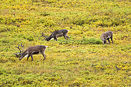美国,阿拉斯加,北美驯鹿,放牧,德纳里国家公园
