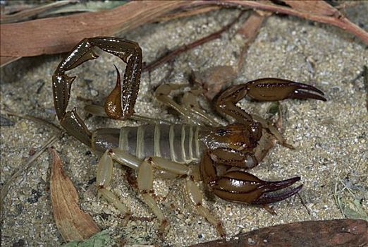 蝎子,展示,爪,尾部,有毒,螫,南邦国家公园,西澳大利亚