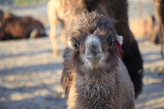 新疆哈密,萌态小骆驼