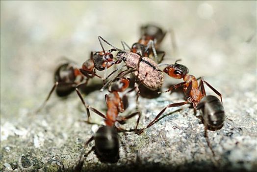 蚂蚁,棕色林蚁,攻击,甲虫,巴伐利亚森林,巴伐利亚,德国