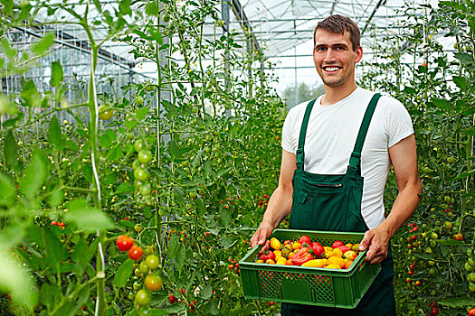 高兴,西红柿,温室