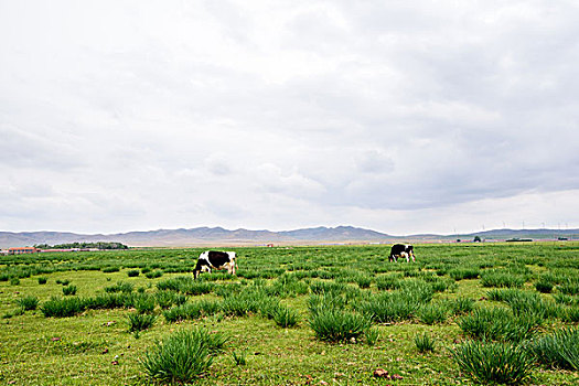 草原上的奶牛