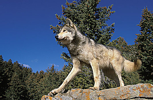 北美,灰狼,狼,成年,岩石上,加拿大