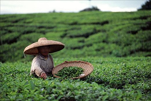 印度尼西亞,茶園