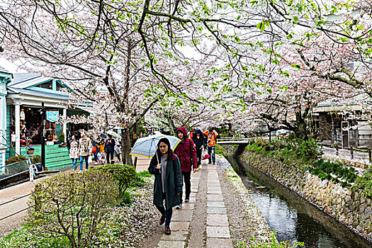 走,花,樱桃树,小路,京都,关东地区,本州,日本