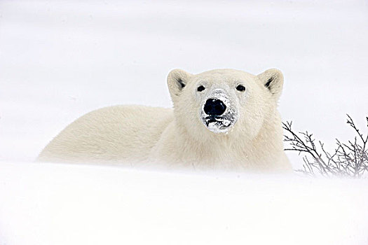 北极熊,躺下,哈得逊湾,海岸线