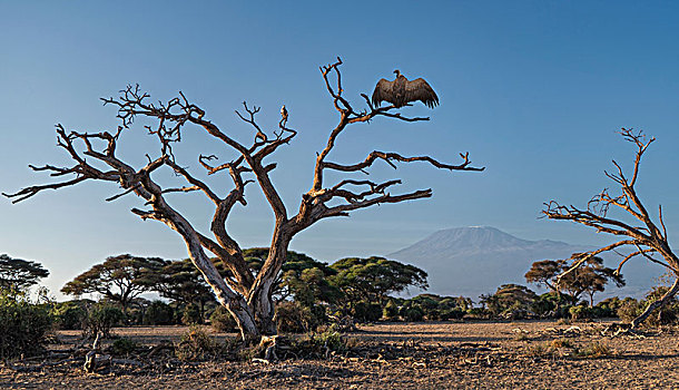 秃鹰,树,安伯塞利国家公园,裂谷,肯尼亚