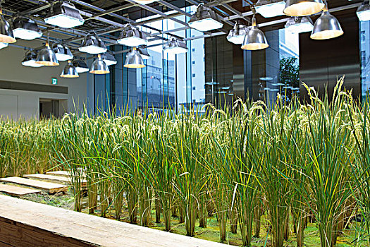 麦穗,植物,室内植物,种植,led灯,右边