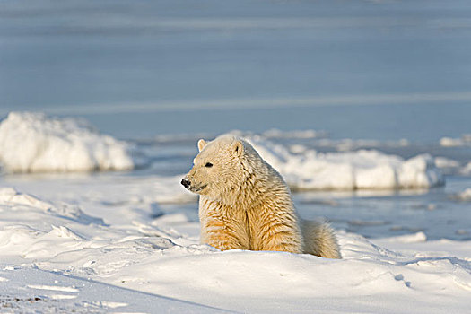 北极熊,休息,浮冰,区域,北极圈,国家野生动植物保护区,北极,阿拉斯加,秋天