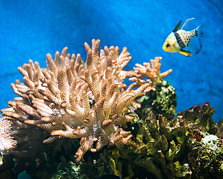珊瑚礁,漂亮,珊瑚,鱼