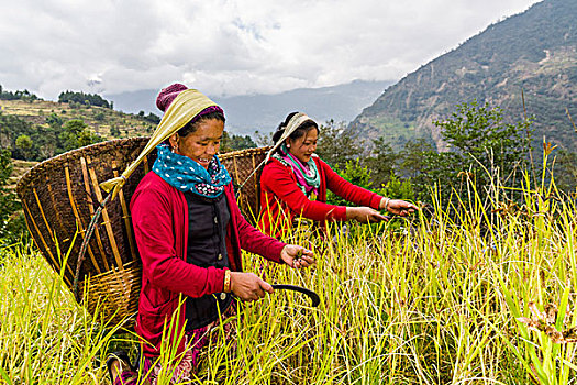 女人,篮子,背影,收获,黍,手,单独,昆布,尼泊尔,亚洲