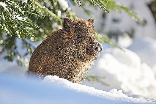 特写,头像,野猪,雪,冬天,白天,巴伐利亚森林,巴伐利亚,德国