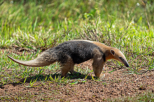 小食蚁兽,食蚁兽,潘塔纳尔,南马托格罗索州,巴西,南美