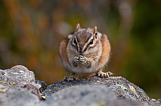 地松鼠,石头,靠近,小路,班芙国家公园,艾伯塔省,加拿大