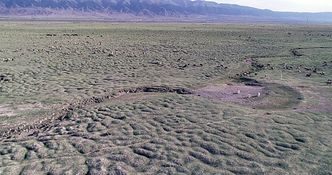 新疆巴里坤,干旱的湿地草原