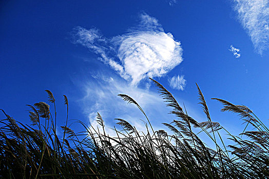 蓝天白云下的芦苇丛