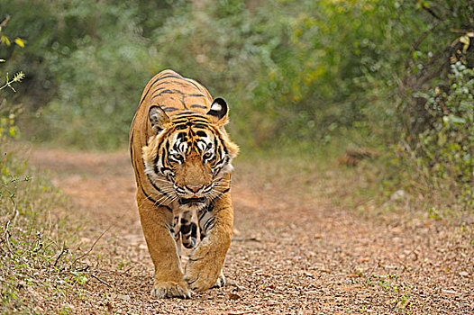 孟加拉,印度虎,虎,雄性,走,拉贾斯坦邦,国家公园,印度,亚洲